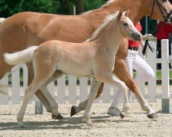 dressage horse Nachtregentin (Haflinger, 2020, from Nachtregent)