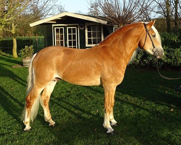 stallion Nachtregent (Haflinger, 2007, from Nachtstern)