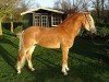 stallion Nachtregent (Haflinger, 2007, from Nachtstern)