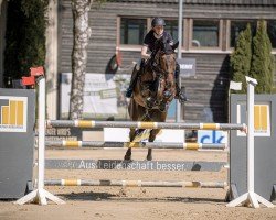 jumper Chapman 77 (Oldenburg show jumper, 2015, from Cador 5)