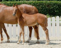 dressage horse Der kleine Prinz (German Riding Pony, 2020, from Dimension AT NRW)