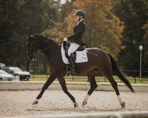 dressage horse Diplomat (Trakehner, 2008, from Poker E)