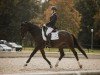 dressage horse Diplomat (Trakehner, 2008, from Poker E)