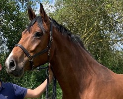 horse Carlito (Oldenburg show jumper, 2020, from Conthargos)