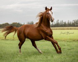 dressage horse Totilas Totoro (KWPN (Royal Dutch Sporthorse), 2021, from Toto's Design U.S.)