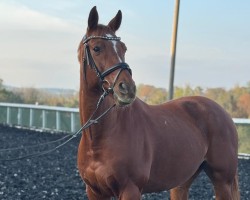 dressage horse Pee Wee Z (Westphalian, 2014, from Peking)