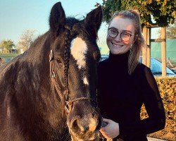 horse Eddie 67 (Tinker / Irish Cob / Gypsy Vanner, 1998)