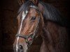 dressage horse Ayscha 14 (Hanoverian, 2006, from Askanier)