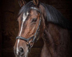 dressage horse Ayscha 14 (Hanoverian, 2006, from Askanier)