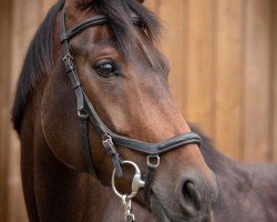 dressage horse Frieda 402 (Oldenburg, 2017, from For Romance II)