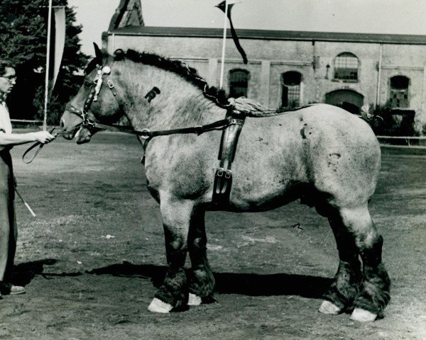 horse Gamander von Hofacker (Rhenish-German Cold-Blood, 1945, from Gamin du Onze RS (S) 362)