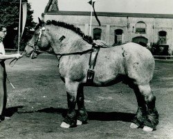 Pferd Gamander von Hofacker (Rheinisch-Deutsches Kaltblut, 1945, von Gamin du Onze RS (S) 362)