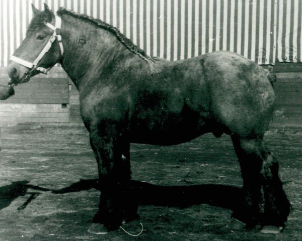 horse Gambino (Rhenish-German Cold-Blood, 1948, from Gamin du Onze RS (S) 362)