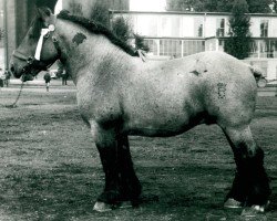 horse Gambit von Kirchwehmshof (Rhenish-German Cold-Blood, 1944, from Gamin du Onze RS (S) 362)