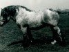 stallion Gamblinus RS 3085 (Rhenish-German Cold-Blood, 1944, from Gamin du Onze RS (S) 362)