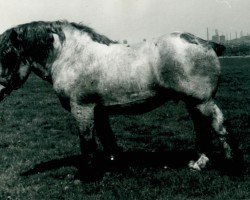 stallion Gamblinus RS 3085 (Rhenish-German Cold-Blood, 1944, from Gamin du Onze RS (S) 362)