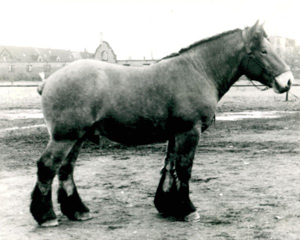 Pferd Gamingo (Rheinisch-Deutsches Kaltblut, 1950, von Gamin du Onze RS (S) 362)