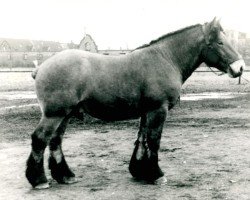 horse Gamingo (Rhenish-German Cold-Blood, 1950, from Gamin du Onze RS (S) 362)