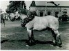 stallion Gammon RS 2975 (Rhenish-German Cold-Blood, 1943, from Gamin du Onze RS (S) 362)