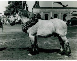 Deckhengst Gammon RS 2975 (Rheinisch-Deutsches Kaltblut, 1943, von Gamin du Onze RS (S) 362)