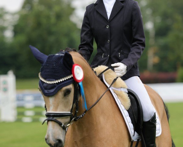 dressage horse Everglades City (German Riding Pony, 2018, from Steendieks Morgensterns Dalai)