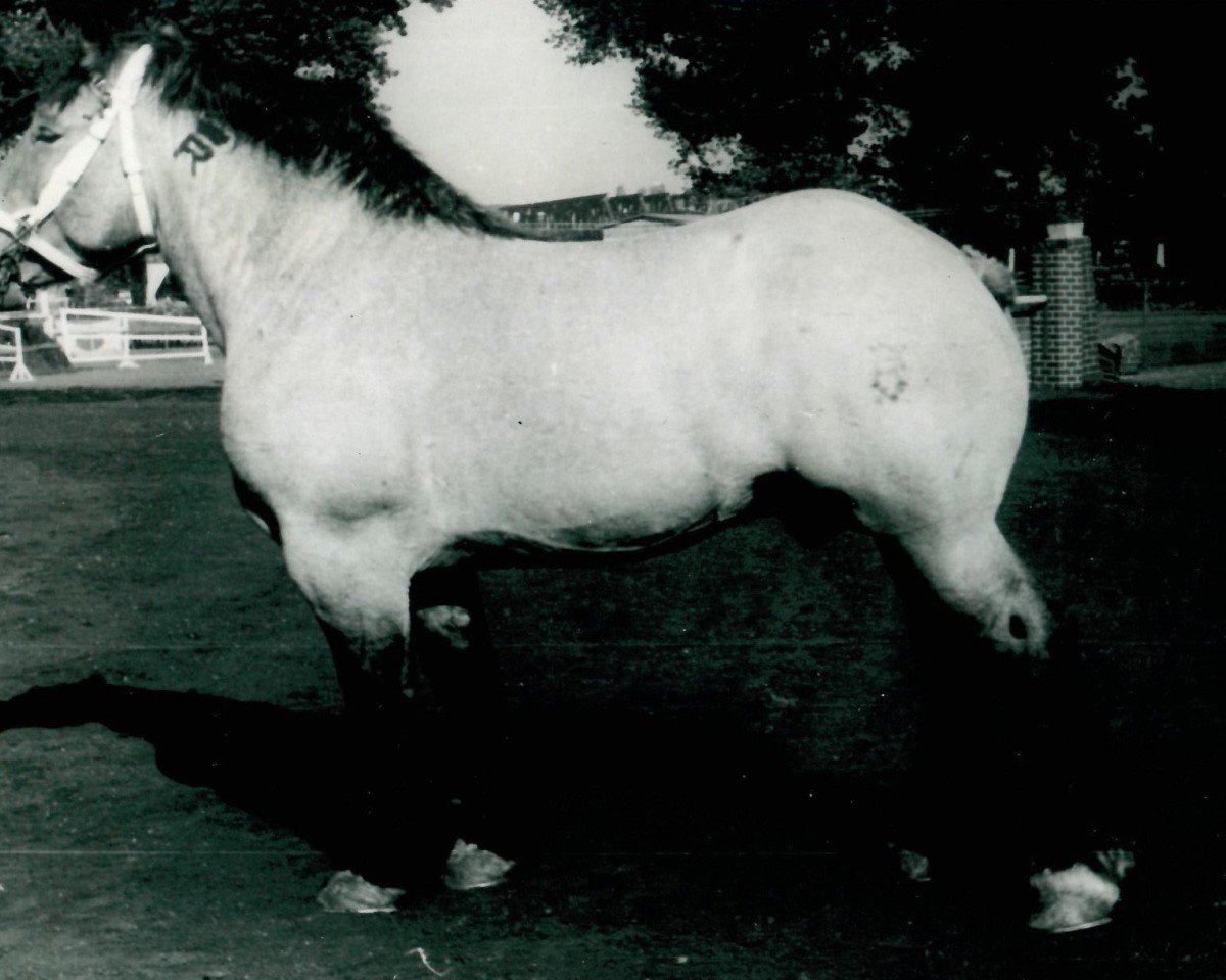 Deckhengst Gardo von Kirchwehnshof (Rheinisch-Deutsches Kaltblut, 1945, von Gamin du Onze RS (S) 362)