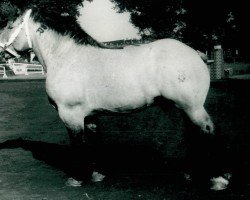 stallion Gardo von Kirchwehnshof (Rhenish-German Cold-Blood, 1945, from Gamin du Onze RS (S) 362)