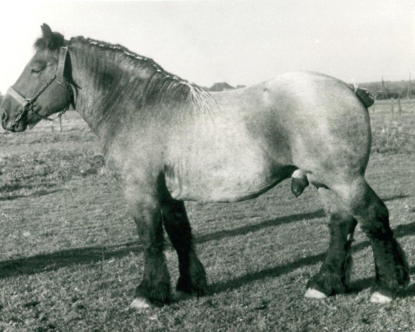 Pferd Goliath (Rheinisch-Deutsches Kaltblut, 1950, von Gamin du Onze RS (S) 362)