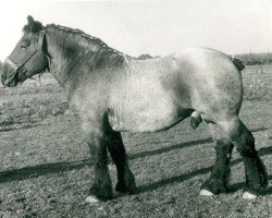 horse Goliath (Rhenish-German Cold-Blood, 1950, from Gamin du Onze RS (S) 362)