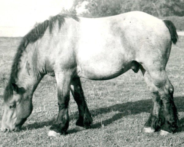 horse Graf Niep (Rhenish-German Cold-Blood, 1947, from Gamin du Onze RS (S) 362)