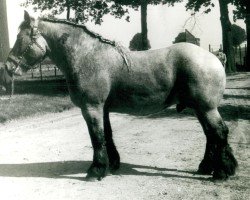 horse Gründer (Rhenish-German Cold-Blood, 1949, from Gamin du Onze RS (S) 362)