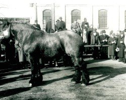 stallion Gründer II (Rhenish-German Cold-Blood, 1951, from Gamin du Onze RS (S) 362)