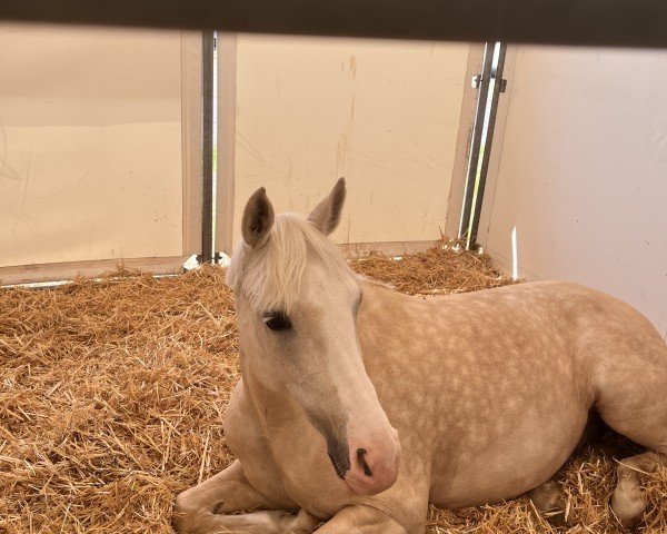 broodmare Princess Polly (German Riding Pony, 2016, from Steendiek's Corlandos)