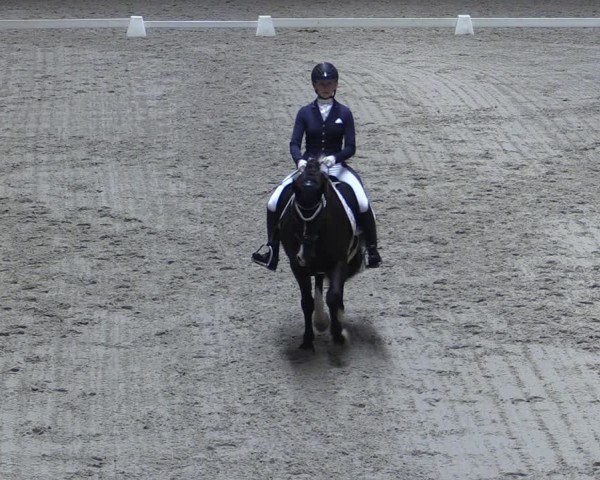 Reitturnier Güstrow/Cavallo Arena  2024