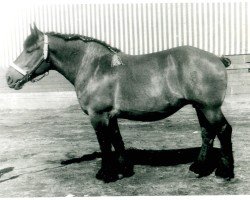 horse Nürburg von Haus Kemmerhof (Rhenish-German Cold-Blood, 1943, from Gamin du Onze RS (S) 362)