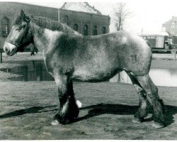 horse Olga von Haus Field (Rhenish-German Cold-Blood, 1944, from Gamin du Onze RS (S) 362)