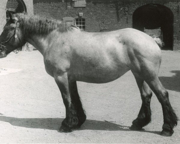 horse Silva von Bullerschenhof (Rhenish-German Cold-Blood, 1947, from Gamin du Onze RS (S) 362)