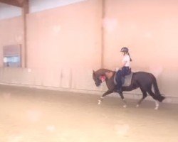 dressage horse Hermine Hmv (German Riding Pony, 2019, from Van Heinrich)