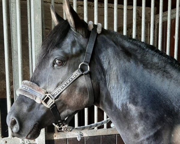 dressage horse Denzel San (German Riding Pony, 2021, from D-Gold AT NRW)