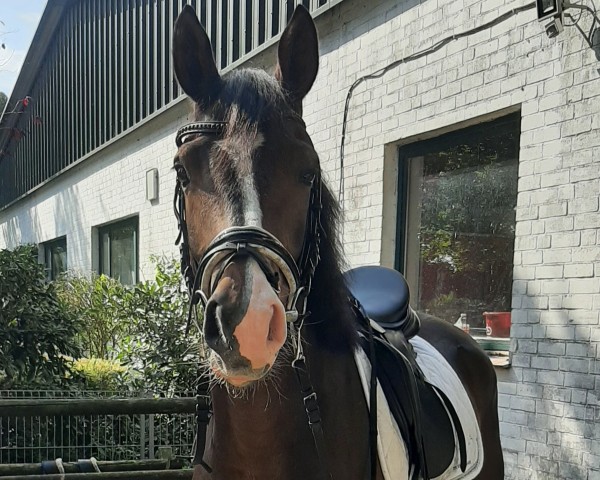 dressage horse Cander KH (German Riding Pony, 2021, from Cayuga San WE)