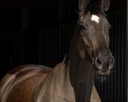 broodmare Wellness III (German Warmblood, 2007, from Unbekannt)