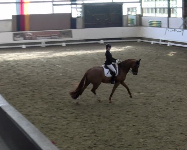 Reitturnier Marl, Hof Rohmann 2024