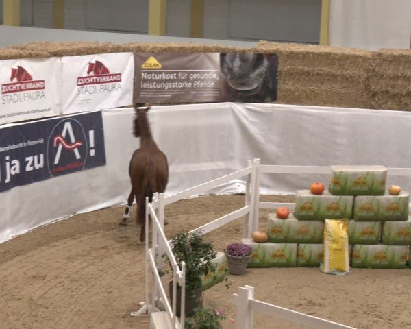 Oberösterreichisches Freispringchampionat 2024/ Pferdezuchtverband Stadl Paura