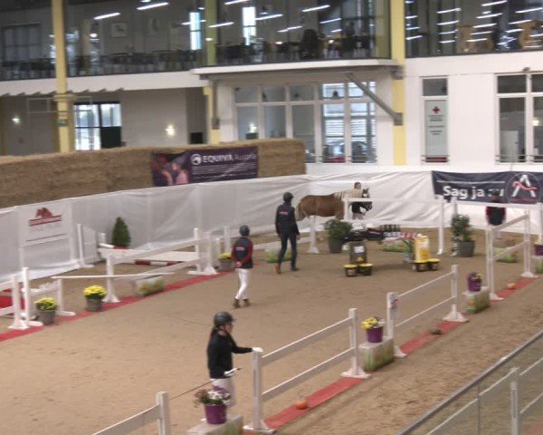 Oberösterreichisches Freispringchampionat 2024/ Pferdezuchtverband Stadl Paura
