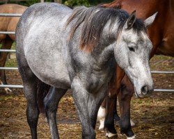 Pferd Calima L (Westfale, 2023, von Cornet's Carpaccio RT)