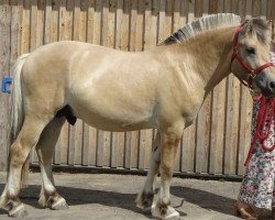 horse Vollablakken (Fjord Horse, 2022, from Viking Fjord)