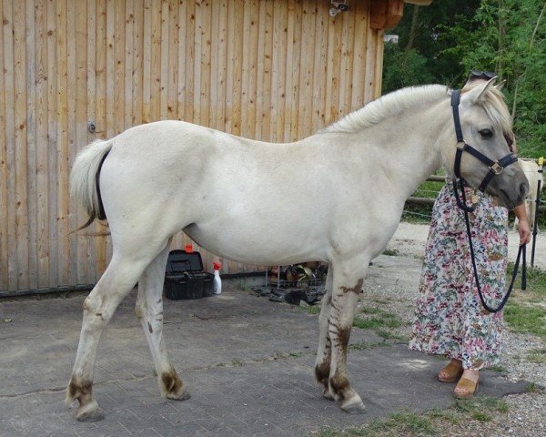 horse Ilvie HW (Fjord Horse, 2023, from Da Vinci)