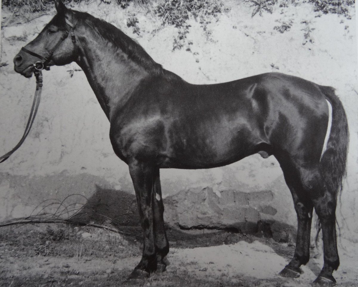 stallion Totilas (Trakehner, 1938, from Pythagoras)