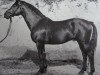 stallion Totilas (Trakehner, 1938, from Pythagoras)