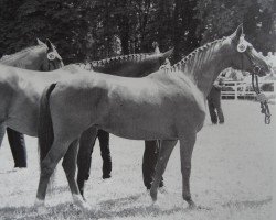 Zuchtstute Gretchen IV (Trakehner, 1984, von Trafaret)